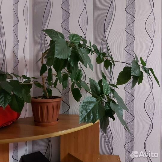 Замиокулькас