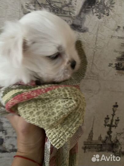 Щенки мальтезе мини