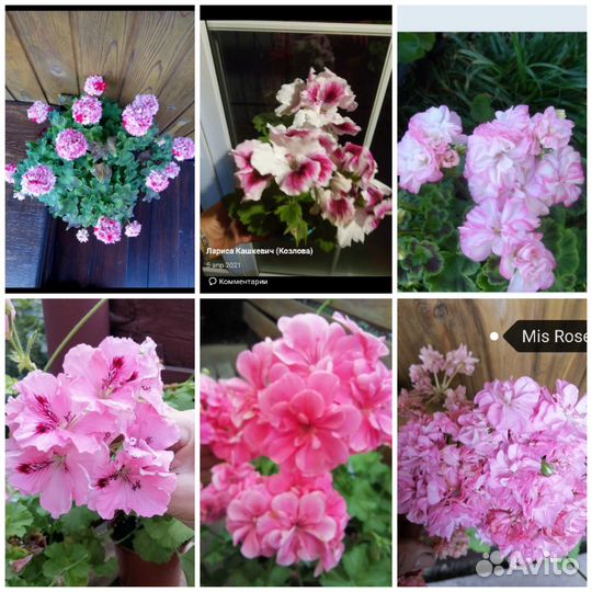 Продаю комнатные цветы