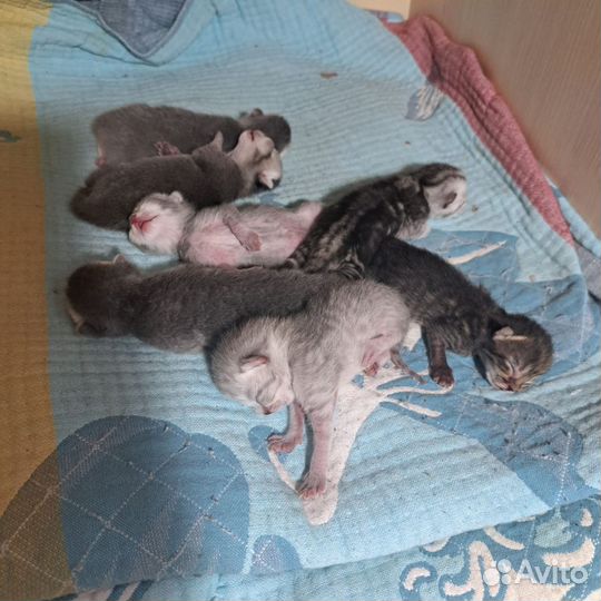 Темпераментный серебристый жених