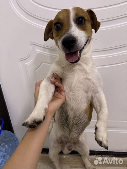 Джек Рассел терьер вязка