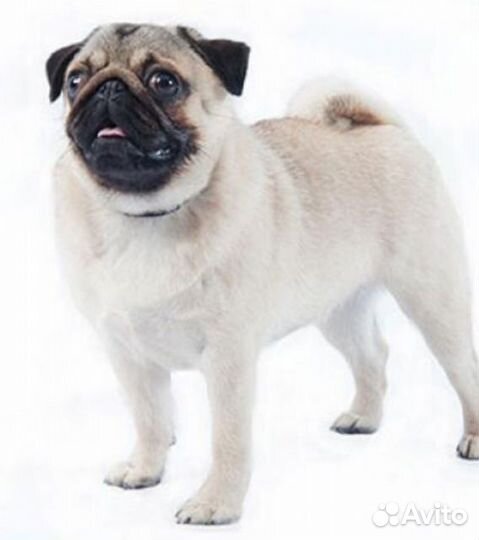 Мопс мальчик