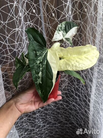 Сингониум империал уайт, фикус букле