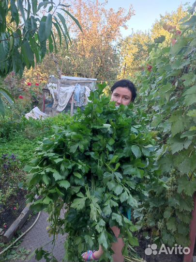 Зелень(сельдерей) бесплатно