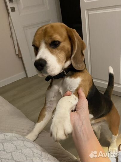 Бигль, лучший друг (аренда собаки)