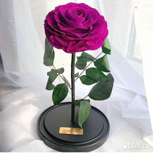 Роза в колбе. Неувядающая