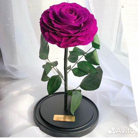 Роза в колбе. Неувядающая