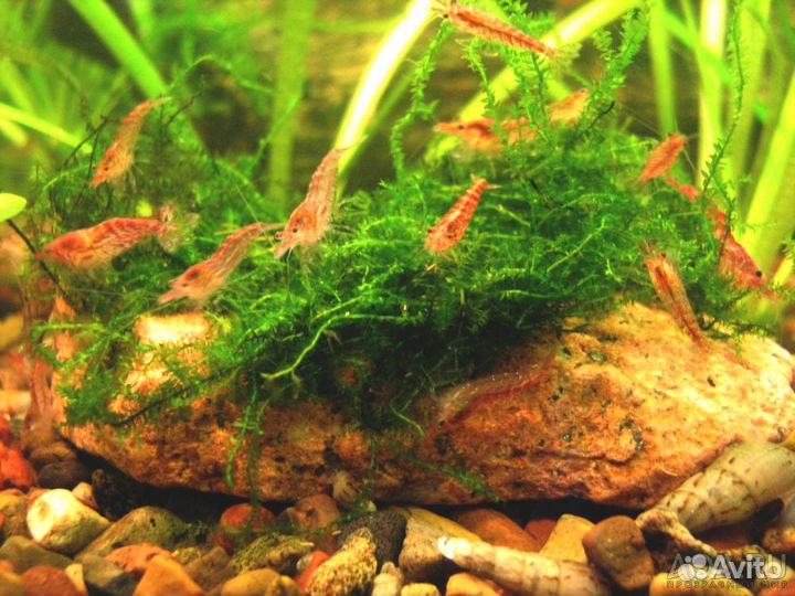 Креветки аквариумные