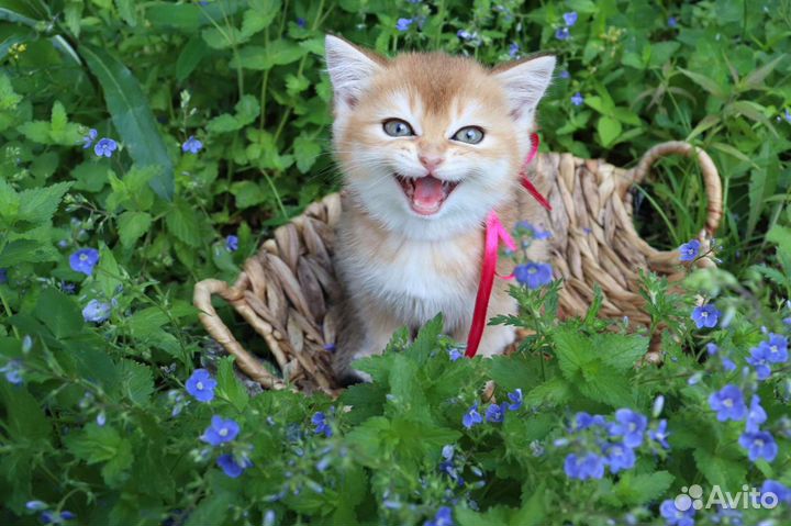Британская кошка золотая шиншила