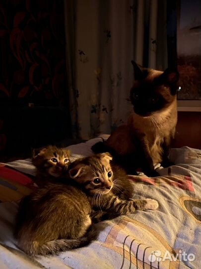 Кошка в дар