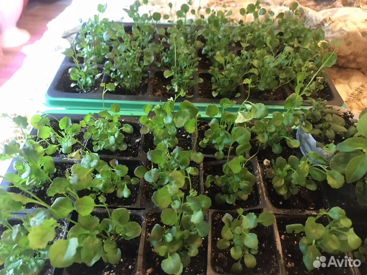 Рассада лобелии