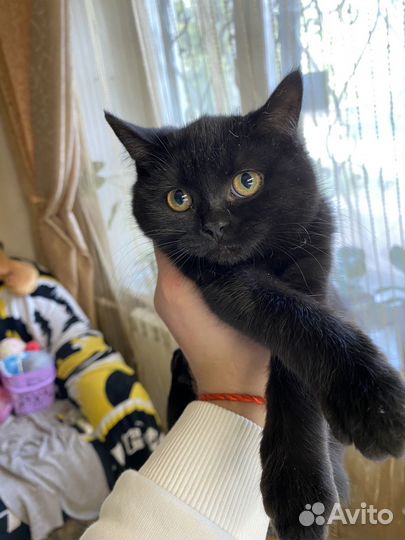 Британкая кошка