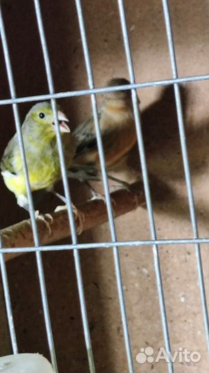 Канарейки