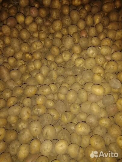 Семенной картофель галла