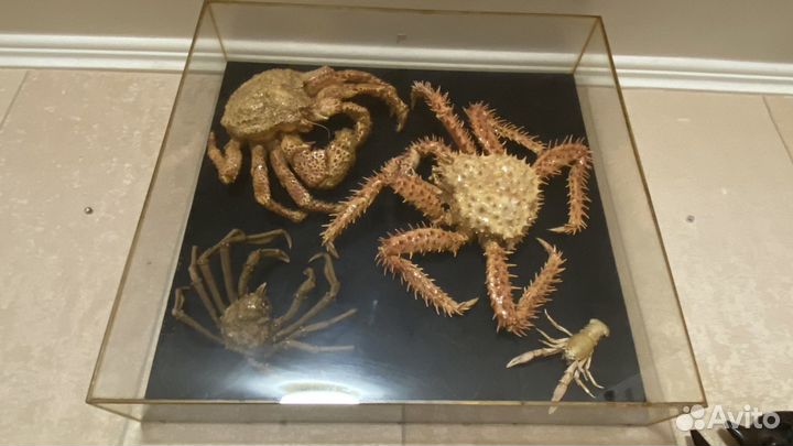 Крабы