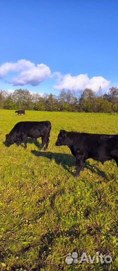 Быки абердин ангус