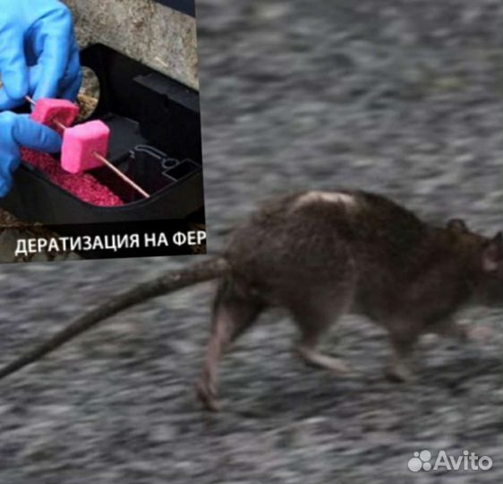 Дезинфекция