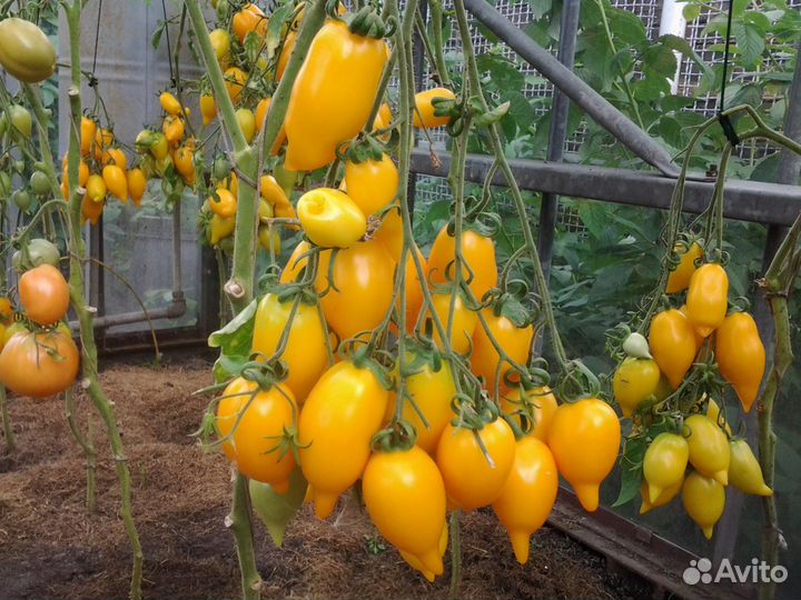 Семена томат гроздевой 