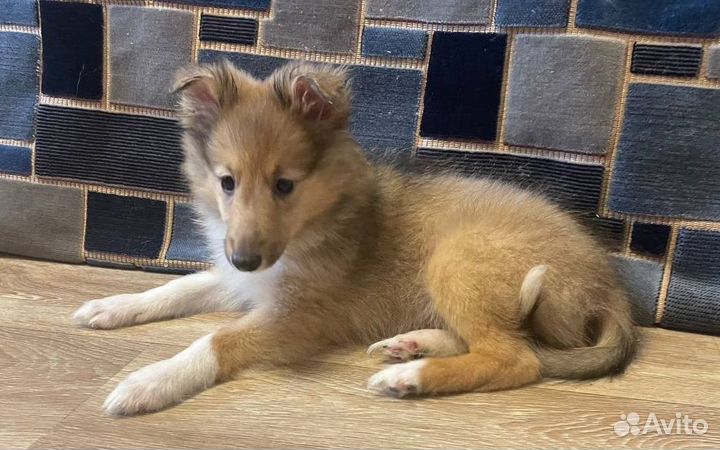 Щенки Шелти