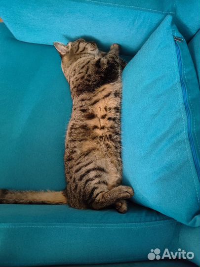 Кошки бесплатно