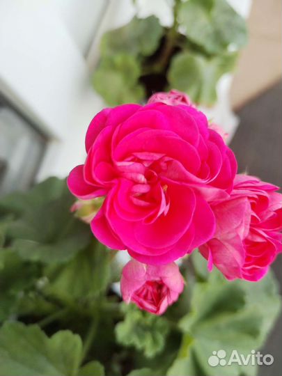 Пеларгония герань