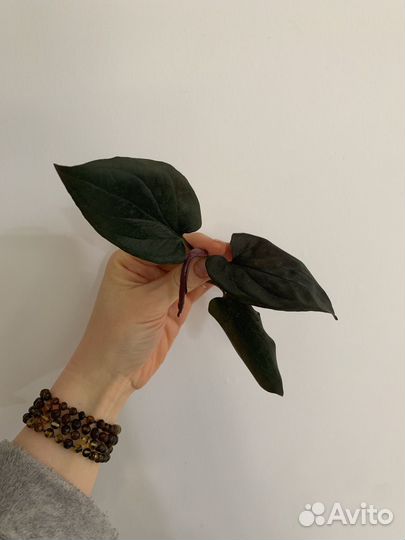 Сингониум эритрофиллум