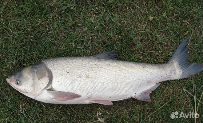 Толстолобик,амур и карась