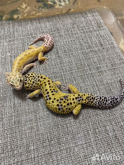 Ящерица эублефар