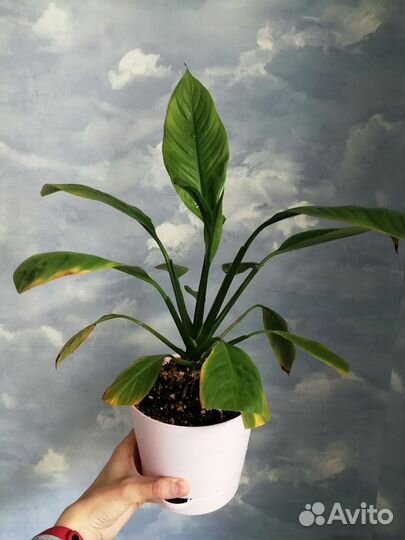 Разные комнатные растения