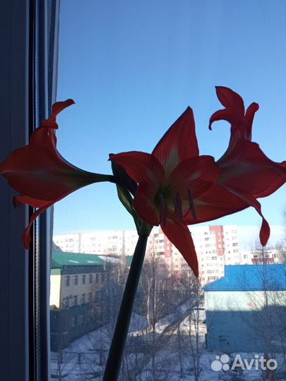 Гиппиаструм, каланхоэ, коладиум, акалифа