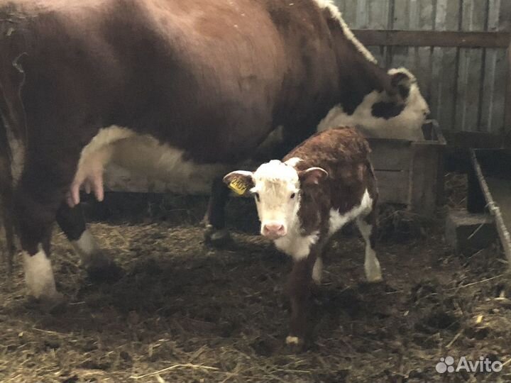 Коровы и тёлки герефорд до 40 голов