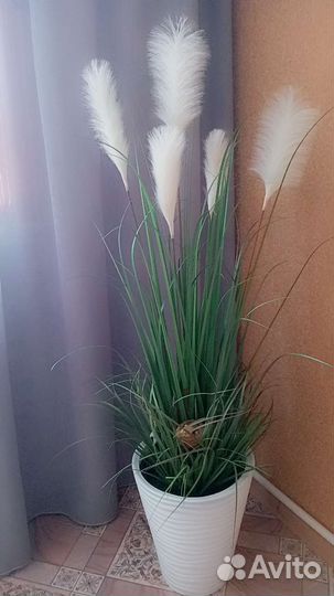 Декоративное растение для офиса и дома