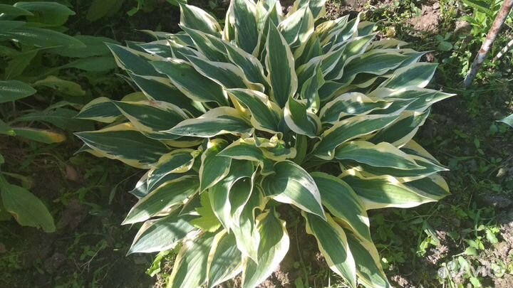 Хосты пестролистных сортов