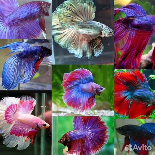 Рыбка петушок