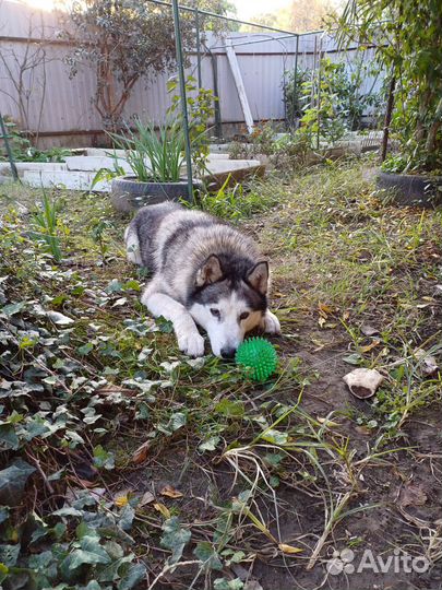 Сибирский хаски