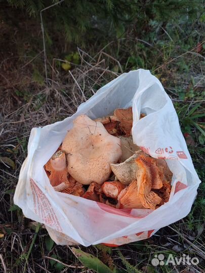 Грибы рыжики свежие