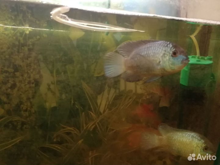 Рыба нанокара 2 штуки