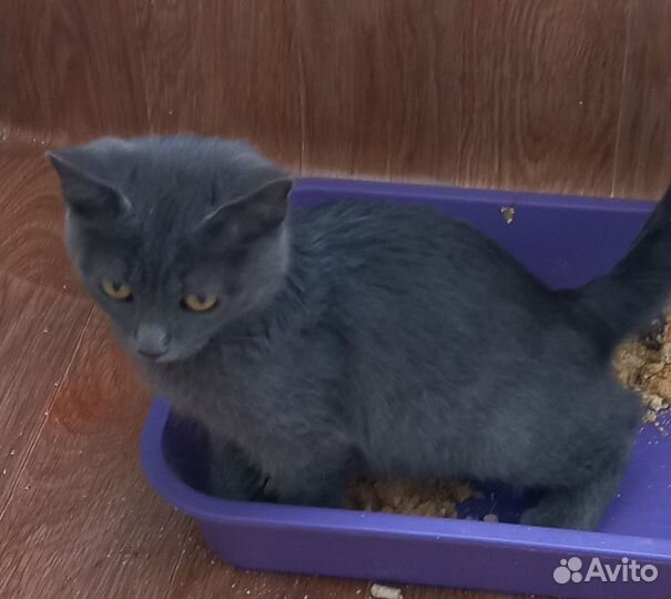 Котенок мальчик