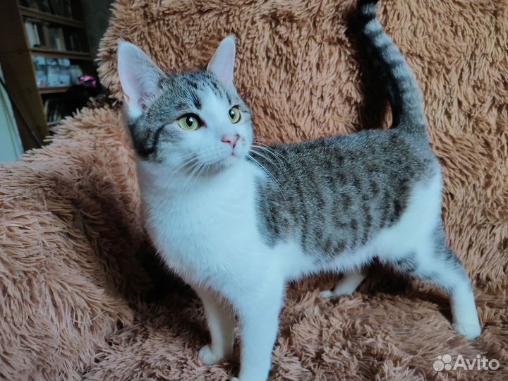 Серо-белый котик