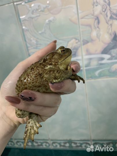 Жабы обыкновенные (Bufo bufo)