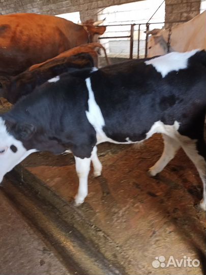 Телята бычки