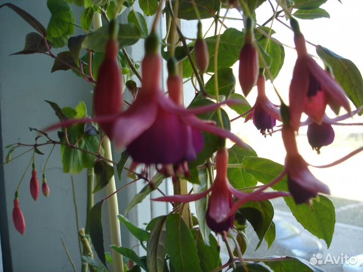 Шеффлера, фуксия, хойя