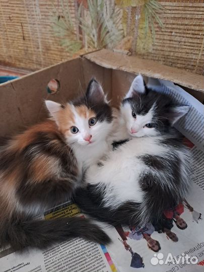 Котята в добрые руки