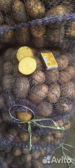 Семенной картофель гала