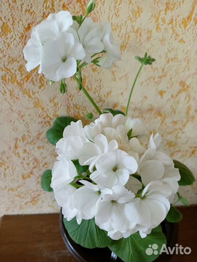 Пеларгония Мультиблум Вайт