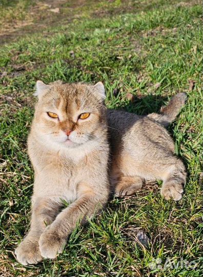 Золотая шиншилла