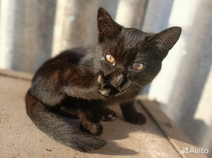 Котик в добрые руки
