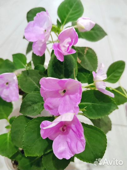 Комнатные цветы