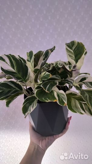 Калатея white fusion