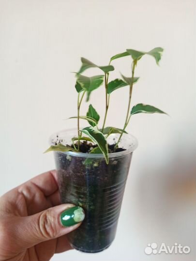 Фикус бенджамина